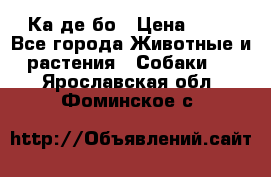 Ка де бо › Цена ­ 25 - Все города Животные и растения » Собаки   . Ярославская обл.,Фоминское с.